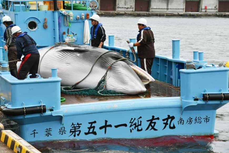 japanese-whale-hunters