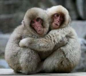 Japanese monkeys hug